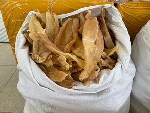 Hong Kong Customs yesterday (June 28) mounted an anti-smuggling operation at Yau Tong industrial area and detected a suspected speedboat smuggling case. A batch of suspected smuggled goods, including red coral, dried fish maws, bird nests, dried shark fins and used mobile phones, with an estimated market value of about $14 million was seized. Photo shows some of the suspected smuggled dried fish maws seized.