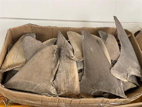 Hong Kong Customs yesterday (June 28) mounted an anti-smuggling operation at Yau Tong industrial area and detected a suspected speedboat smuggling case. A batch of suspected smuggled goods, including red coral, dried fish maws, bird nests, dried shark fins and used mobile phones, with an estimated market value of about $14 million was seized. Photo shows some of the suspected smuggled dried shark fins seized.