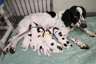 Hong Kong Customs and the Fire Services Department have co-operated for the first time in a canine breeding programme, having successfully bred six Springer Spaniel puppies on February 12 this year (the first day of the Lunar New Year). Photo shows the mother dog Casa breastfeeding the six puppies at the Breeding Centre of Customs Canine Force at Hong Kong-Zhuhai-Macao Bridge Base.