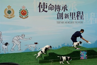 香港海關與消防處首次合作進行繁育犬隻計劃，於今年二月十二日（即農曆大年初一）成功繁殖六隻史賓格跳犬。圖示海關人員在港珠澳大橋海關搜查犬繁育中心示範為幼犬進行初期訓練。