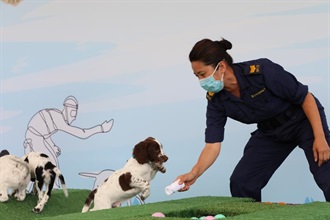 香港海關與消防處首次合作進行繁育犬隻計劃，於今年二月十二日（即農曆大年初一）成功繁殖六隻史賓格跳犬。圖示海關人員在港珠澳大橋海關搜查犬繁育中心示範為幼犬進行初期訓練。