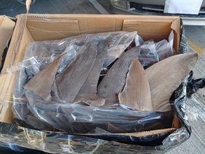 Hong Kong Customs on August 8 mounted an anti-smuggling operation in the vicinity of Tai O, Lantau Island, and detected a suspected smuggling case using a speedboat. A batch of suspected smuggled goods, including frozen Wagyu beef, dried shark fins and used tablet computers, with an estimated market value of about $18 million, was seized. Photo shows some of the suspected smuggled dried shark fins seized.