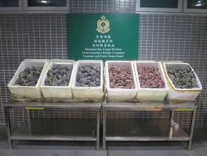 Hong Kong Customs and the Centre for Food Safety of the Food and Environmental Hygiene Department mounted joint operations at the Shenzhen Bay Control Point yesterday (October 18). A total of 826 suspected smuggled hairy crabs with an estimated market value of about $49,000 were seized. Photo shows the suspected smuggled hairy crabs seized.