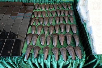 Hong Kong Customs yesterday (November 22) mounted an anti-smuggling operation in Lau Fau Shan and detected a suspected smuggling case involving a speedboat. A batch of suspected smuggled goods, with an estimated market value of about $16 million, was seized. Photo shows some of the suspected smuggled dried deer tails and mobile phones seized.