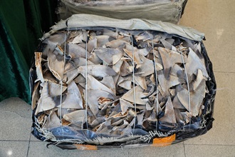 Hong Kong Customs yesterday (November 22) mounted an anti-smuggling operation in Lau Fau Shan and detected a suspected smuggling case involving a speedboat. A batch of suspected smuggled goods, with an estimated market value of about $16 million, was seized. Photo shows some of the suspected scheduled shark fin seized.