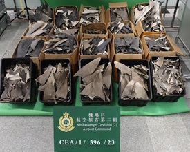 香港海关昨日（十一月二十三日）在香港国际机场检获逾四百五十公斤干鱼翅，当中包括怀疑受管制属濒危物种的干鱼翅，估计市值约一百三十万元。图示检获的干鱼翅。