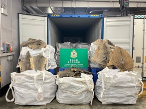 Hong Kong Customs yesterday (January 10) seized over 3 100 kilograms of suspected scheduled dried shark skins and over 140 kg of suspected scheduled dried shark fins with a total estimated market value of about $600,000 at the Kwai Chung Customhouse Cargo Examination Compound. This is the first time for Customs to seize shark species that have been newly added to schedule I to the Protection of Endangered Species of Animals and Plants Ordinance (Cap. 586) since the amendments of the schedule came into effect on December 15, 2023. Photo shows the suspected scheduled dried shark skins and suspected scheduled dried shark fins seized.