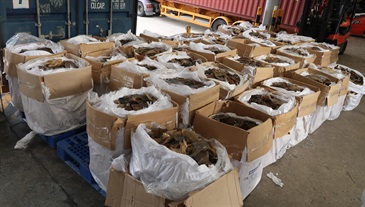 Hong Kong Customs seized about 1 400 kilograms of cartilages of softshell turtles suspected to be endangered species, with an estimated market value of about $5 million, at the Kwai Chung Customhouse Cargo Examination Compound on January 11. Photo shows the suspected endangered cartilages of softshell turtles seized.
