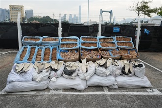 Hong Kong Customs yesterday (January 26) mounted an anti-smuggling operation in Tung Chung and detected a suspected smuggling case involving a speedboat. A batch of suspected smuggled goods, including 24 carton boxes of frozen venison tails, 14 carton boxes of aquarium animals, and ten bags of suspected scheduled dried shark fins, with an estimated market value of about $4 million, was seized. Photo shows some of the suspected smuggled goods seized.