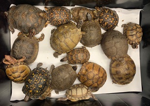 Hong Kong Customs yesterday (January 27) seized 64 live turtles suspected to be scheduled endangered species, with a total estimated market value of about $650,000, at Terminal 1 of Hong Kong International Airport. Photo shows some of the seized live turtles which were suspected to be scheduled endangered species.