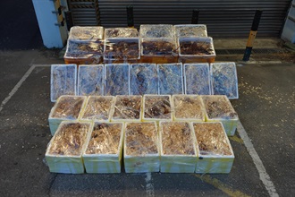 香港海關昨日（一月二十九日）在文錦渡管制站偵破一宗涉嫌利用跨境貨車走私的案件，檢獲約六百公斤懷疑走私活龍蝦，估計市值約四十萬元。圖示檢獲的懷疑走私活龍蝦。