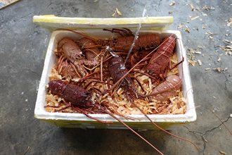 Hong Kong Customs yesterday (January 29) detected a suspected smuggling case involving a cross-boundary goods vehicle at the Man Kam To Control Point and seized about 600 kilograms of suspected smuggled live lobsters with an estimated market value of about $400,000. Photo shows one of the seized boxes of suspected smuggled live lobsters.
