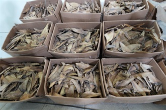 Hong Kong Customs on February 27 mounted an anti-smuggling operation in the north-western waters of Hong Kong and detected a suspected case of using a river trade vessel to smuggle goods in the waters off Black Point. About 1.2 tonnes of suspected scheduled dried shark fins with an estimated market value of about $6.4 million were seized. Photo shows some of the suspected scheduled dried shark fins seized.