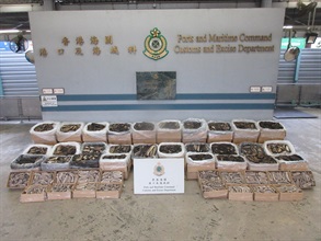 Hong Kong Customs yesterday (March 7) seized about 191 kilograms of suspected scheduled dried sea cucumbers and 369kg of suspected scheduled dried fish gills, with a total estimated market value of about $1.1 million, at the Kwai Chung Customhouse Cargo Examination Compound. Photo shows the suspected scheduled dried sea cucumbers and dried fish gills seized.