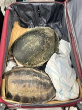Hong Kong Customs today (April 1) detected a smuggling endangered species case at Hong Kong International Airport and seized 63 live turtles of suspected scheduled endangered species. Photo shows some of the suspected endangered live turtles seized.