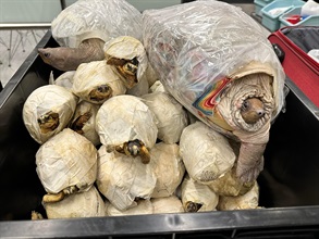 香港海关今日（四月一日）在香港国际机场侦破一宗旅客走私濒危物种的案件，检获六十三只怀疑受管制属濒危物种的活龟。图示检获的部分怀疑受管制属濒危物种的活龟。