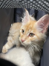 Hong Kong Customs mounted an operation against smuggling of animals codenamed "Pet Guardian" with the Mainland Customs since November 2023. As of today (April 5), Hong Kong Customs has detected two suspected cases of illegally importing animals in the second phase of the operation commenced in late March this year. A total of seven suspected illegally imported animals with a total estimated market value of about $210,000 were seized. Photo shows one of the suspected illegally imported kittens seized in the first case.