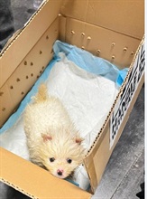 Hong Kong Customs mounted an operation against smuggling of animals codenamed "Pet Guardian" with the Mainland Customs since November 2023. As of today (April 5), Hong Kong Customs has detected two suspected cases of illegally importing animals in the second phase of the operation commenced in late March this year. A total of seven suspected illegally imported animals with a total of estimated market value of about $210,000 were seized. Photo shows the suspected illegally imported puppy seized in the first case.
