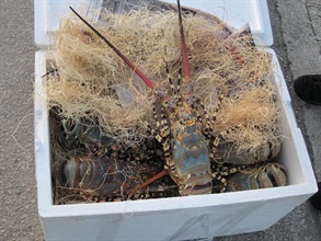 Seized lobsters in the foam boxes.