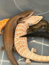 Hong Kong Customs yesterday (March 4) seized 42 suspected scheduled endangered live lizards with an estimated market value of about $210,000 at Hong Kong International Airport. Photo shows some of the suspected scheduled endangered live lizards seized.