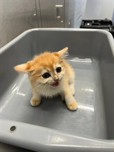 In late May this year, Hong Kong Customs launched the fourth phase of the "Pet Guardian" operation, and detected two suspected cases of illegally importing animals yesterday (June 4). Photo shows a suspected illegally imported kitten seized.