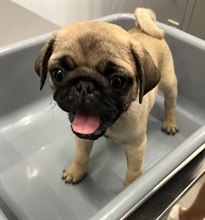 In late May this year, Hong Kong Customs launched the fourth phase of the "Pet Guardian" operation, and detected two suspected cases of illegally importing animals yesterday (June 4). Photo shows one of the suspected illegally imported puppies seized.