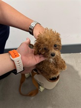 In late May this year, Hong Kong Customs launched the fourth phase of the "Pet Guardian" operation, and detected two suspected cases of illegally importing animals yesterday (June 4). Photo shows one of the suspected illegally imported puppies seized.