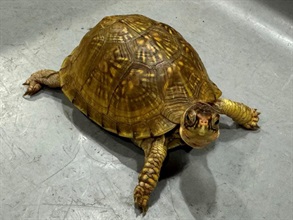 香港海关于七月至八月上旬采取特别行动，打击空运进口走私濒危物种。行动中，海关共检获419只怀疑属濒危物种的活龟和1,574个怀疑属濒危物种的活珊瑚，估计市值共约$431万。 图示检获属濒危物种的活龟。