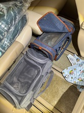 Hong Kong Customs yesterday (August 25) detected a suspected case of illegal importing of animals involving a cross-boundary private car at the Hong Kong-Zhuhai-Macao Bridge Hong Kong Port. Two suspected illegally imported kittens with an estimated market value of about $30,000 were seized. Photo shows the suspected illegally imported kittens seized.