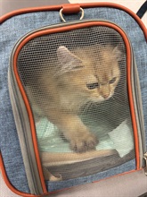 Hong Kong Customs yesterday (August 25) detected a suspected case of illegal importing of animals involving a cross-boundary private car at the Hong Kong-Zhuhai-Macao Bridge Hong Kong Port. Two suspected illegally imported kittens with an estimated market value of about $30,000 were seized. Photo shows one of the suspected illegally imported kittens seized.
