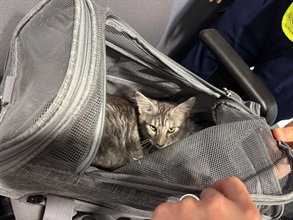 Hong Kong Customs yesterday (August 25) detected a suspected case of illegal importing of animals involving a cross-boundary private car at the Hong Kong-Zhuhai-Macao Bridge Hong Kong Port. Two suspected illegally imported kittens with an estimated market value of about $30,000 were seized. Photo shows one of the suspected illegally imported kittens seized.
