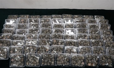 Hong Kong Customs yesterday (August 30) detected an endangered species smuggling case involving a medium goods vehicle at the Shenzhen Bay Control Point and seized 2 139 live turtles of suspected scheduled endangered species with an estimated market value of about $1 million. Photo shows the live turtles of suspected scheduled endangered species seized.