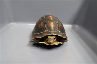 Hong Kong Customs yesterday (August 30) detected an endangered species smuggling case involving a medium goods vehicle at the Shenzhen Bay Control Point and seized 2 139 live turtles of suspected scheduled endangered species with an estimated market value of about $1 million. Photo shows the live turtles of suspected scheduled endangered species seized.