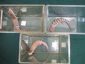 香港海关昨日（九月十日）在落马洲支线管制站检获三只怀疑受管制属濒危物种的活蜥蜴。图示检获的怀疑受管制属濒危物种活蜥蜴。