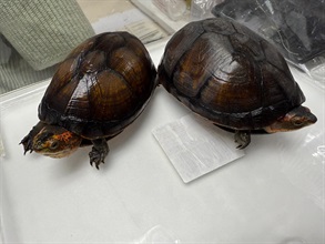 Hong Kong Customs yesterday (September 16) detected an endangered species smuggling case involving a medium goods vehicle at the Shenzhen Bay Control Point and seized 324 live turtles of suspected scheduled endangered species with an estimated market value of about $3.2 million. Photo shows the live turtles of suspected scheduled endangered species seized.