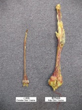 The photo shows a fake deer tendon (right) and a genuine deer tendon (left).