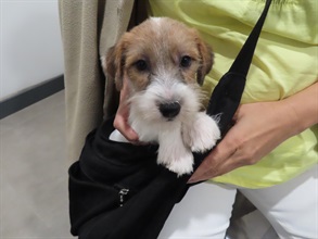 Hong Kong Customs has mounted an operation against the smuggling of animals, codenamed "Pet Guardian", with the Anti-Smuggling Bureau of Shenzhen Customs since November 2023. The fifth phase of the operation commenced in mid-September this year, and Hong Kong Customs detected two suspected cases of illegally importing animals. Six suspected illegally imported animals with an estimated market value of about $20,000 were seized. Photo shows a dog seized in the operation.