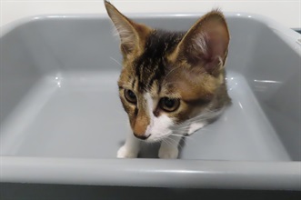 Hong Kong Customs has mounted an operation against the smuggling of animals, codenamed "Pet Guardian", with the Anti-Smuggling Bureau of Shenzhen Customs since November 2023. The fifth phase of the operation commenced in mid-September this year, and Hong Kong Customs detected two suspected cases of illegally importing animals. Six suspected illegally imported animals with an estimated market value of about $20,000 were seized. Photo shows a cat sezied in the operation.