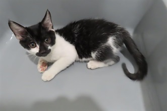 Hong Kong Customs has mounted an operation against the smuggling of animals, codenamed "Pet Guardian", with the Anti-Smuggling Bureau of Shenzhen Customs since November 2023. The fifth phase of the operation commenced in mid-September this year, and Hong Kong Customs detected two suspected cases of illegally importing animals. Six suspected illegally imported animals with an estimated market value of about $20,000 were seized. Photo shows a cat seized in the operation.