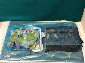 香港海关昨日（十月九日）在罗湖管制站检获十只怀疑受管制属濒危物种的活鹦鹉，以及四十三只活鸟，估计市值共约一万一千元。图示检获的活鹦鹉和活鸟。