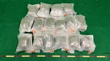 香港海关昨日（十月二十二日）在香港国际机场侦破两宗涉及入境旅客的贩毒案件，共检获约十六公斤怀疑大麻花，估计市值共约三百二十万元。图示第一宗案件中检获的怀疑大麻花。