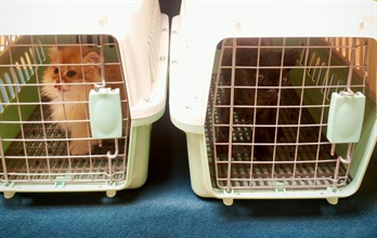 Hong Kong Customs yesterday (November 21) detected a suspected case of illegal importing of animals at the Lo Wu Control Point. Two suspected illegally imported kittens with an estimated market value of about $20,000 were seized. Photo shows the suspected illegally imported kittens seized.