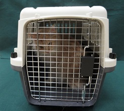 Hong Kong Customs yesterday (November 23) detected a suspected case of illegal importing of an animal at the Lo Wu Control Point. One suspected illegally imported cat with an estimated market value of about $20,000 was seized. Photo shows the suspected illegally imported cat seized.