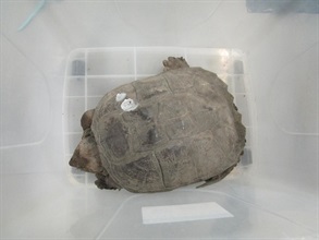 Hong Kong Customs detected a smuggling case on December 5 involving a cross-boundary private car at the Hong Kong-Zhuhai-Macao Bridge Hong Kong Port and seized 42 live turtles of suspected scheduled endangered species, with a total estimated value of about $420,000. Photo shows the live turtles of suspected scheduled endangered species seized.