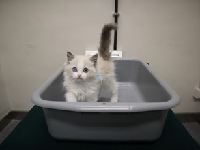 Hong Kong Customs yesterday (December 19) detected a suspected case of illegal importing of animal at the Man Kam To Control Point. One suspected illegally imported kitten with an estimated market value of about $1,000 was seized.