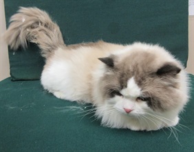 Hong Kong Customs yesterday (December 22) detected a suspected case of illegal importing of an animal at the Lo Wu Control Point. One suspected illegally imported cat with an estimated market value of about $20,000 was seized. Photo shows the suspected illegally imported cat seized.