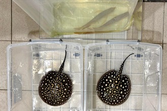 Hong Kong Customs today (December 26) seized a total of four suspected scheduled endangered live arowanas and river stingrays at Lok Ma Chau Spur Line Control Point. Photo shows the suspected live arowanas and suspected live river stingrays seized.
