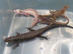 Hong Kong Customs seized 13 suspected scheduled endangered live lizards with an estimated market value of about $92,000 at Hong Kong International Airport on December 27. Photo shows some of the suspected scheduled endangered live lizards seized.