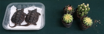 Hong Kong Customs yesterday (January 27) seized two live turtles and four cactuses of suspected scheduled endangered species, with a total estimated market value of about $2,000, at the Shenzhen Bay Control Point. Photo shows the live turtles and cactuses of suspected scheduled endangered species seized.