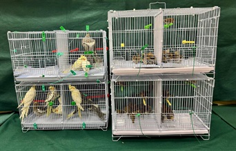 Hong Kong Customs today (February 7) detected a suspected case of illegal importing of live bird at the Lo Wu Control Point. 112 live birds with an estimated market value of about $15,000 were seized. Photo shows the suspected illegally imported live birds seized.